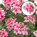 Afbeelding van Verbena P12 Mango pink